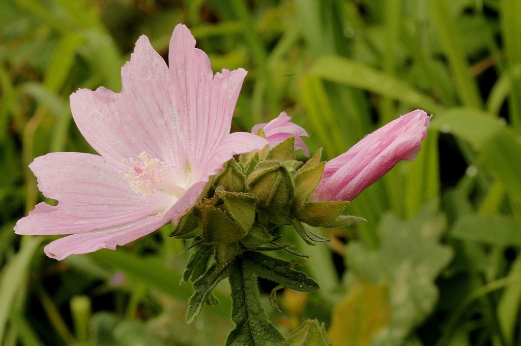 Malva alcea